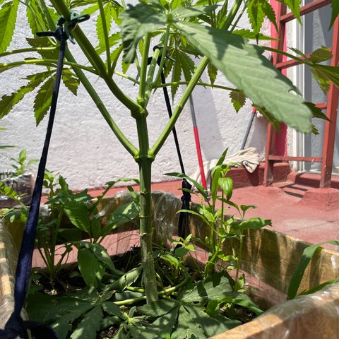 Orange juice  growlog timeline photo