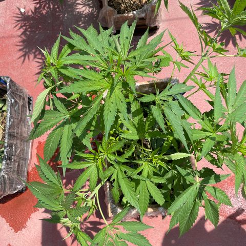Orange juice  growlog timeline photo
