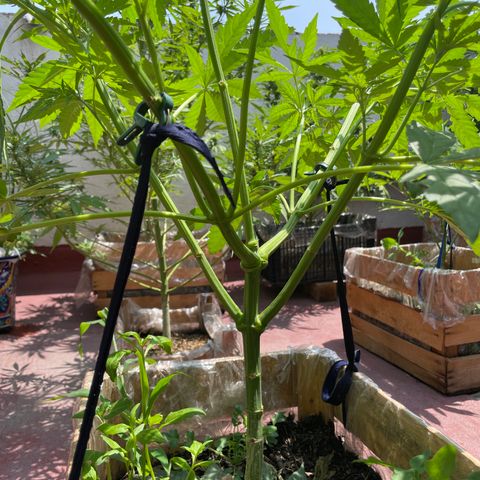 Orange juice  growlog timeline photo