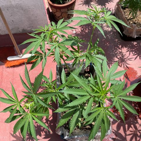 Tangie 2 growlog timeline photo