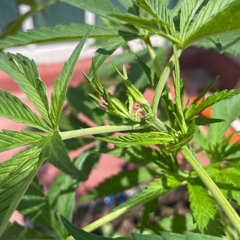 Tangie 2 growlog timeline photo