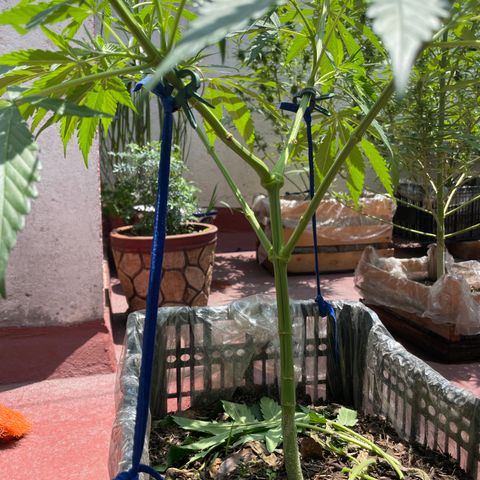 Tangie 2 growlog timeline photo