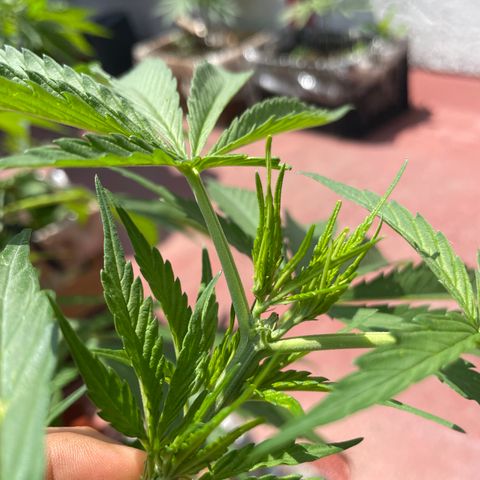 Tangie 2 growlog timeline photo
