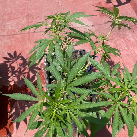 Tangie 2 growlog timeline photo