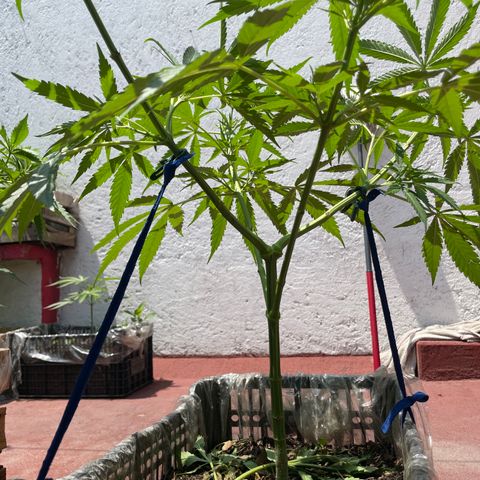 Tangie 2 growlog timeline photo