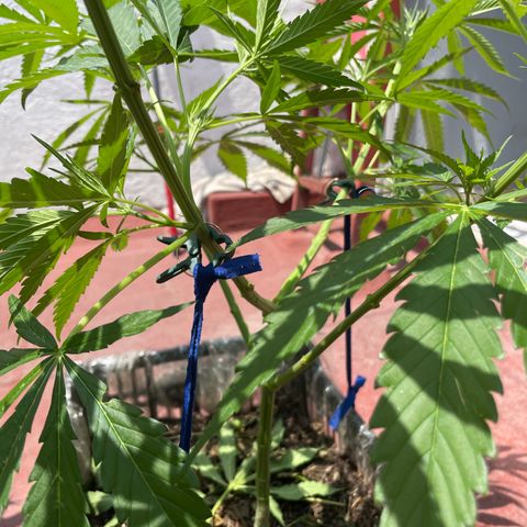 Tangie 2 growlog timeline photo