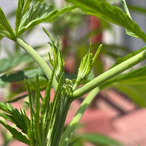 Tangie 2 growlog timeline photo