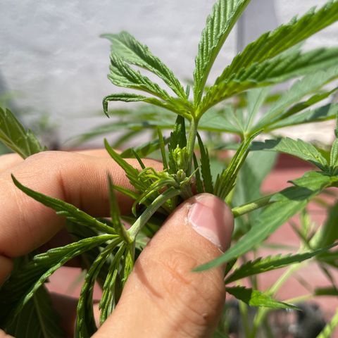 Tangie 2 growlog timeline photo