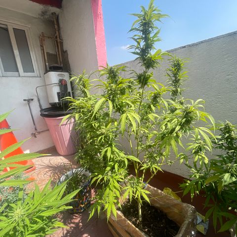 Orange juice(??? growlog timeline photo