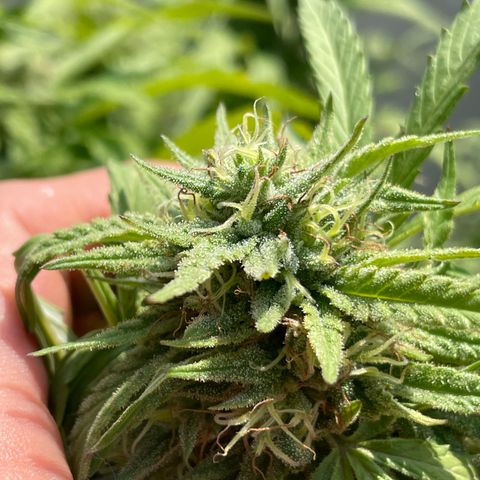Orange juice(??? growlog timeline photo