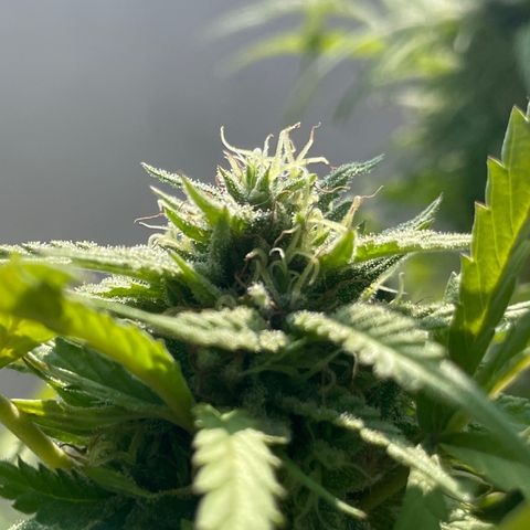 Orange juice(??? growlog timeline photo
