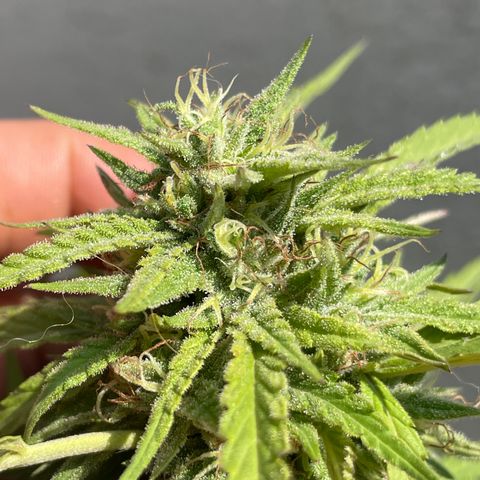 Orange juice(??? growlog timeline photo