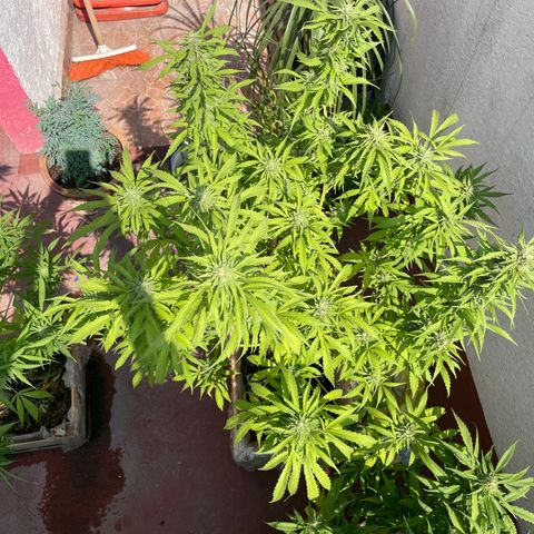 Orange juice(??? growlog timeline photo