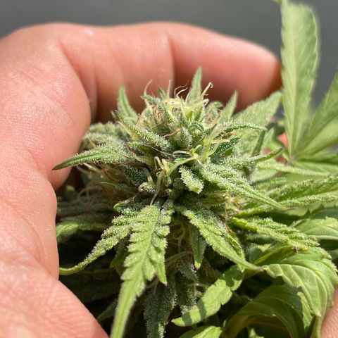 Orange juice(??? growlog timeline photo