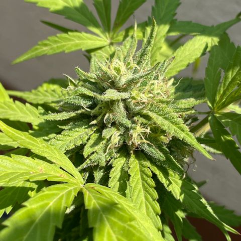 Orange juice(??? growlog timeline photo