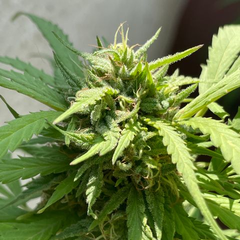 Orange juice(??? growlog timeline photo