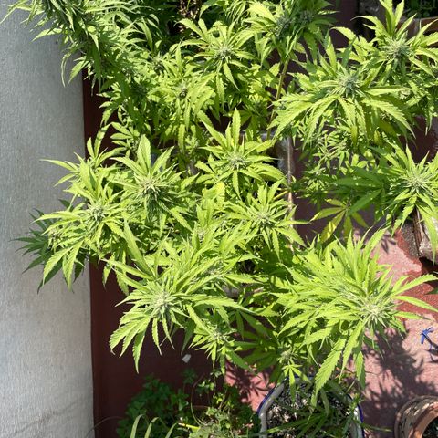 Orange juice(??? growlog timeline photo