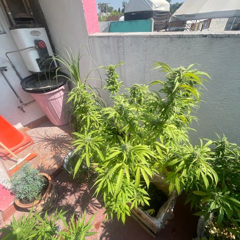 Orange juice(??? growlog timeline photo