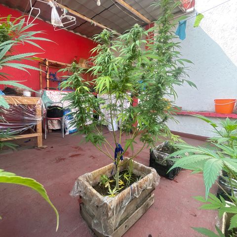 Lemon cake 3 growlog timeline photo