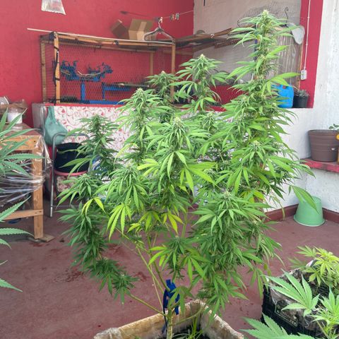 Lemon cake 3 growlog timeline photo