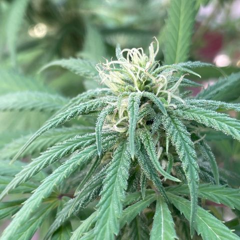 Lemon cake 3 growlog timeline photo