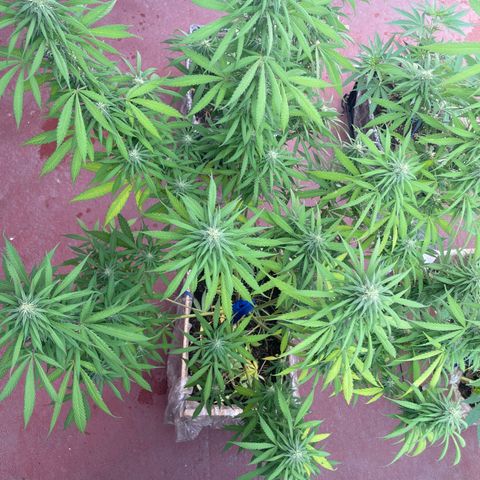 Lemon cake 3 growlog timeline photo