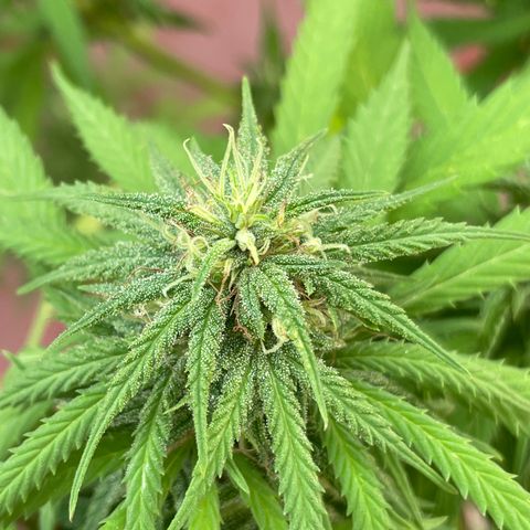 Lemon cake 3 growlog timeline photo