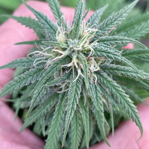 Lemon cake 3 growlog timeline photo