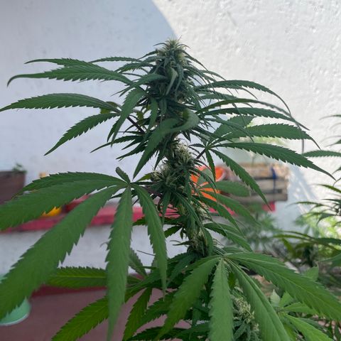Lemon cake 3 growlog timeline photo