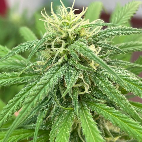 Lemon cake 3 growlog timeline photo