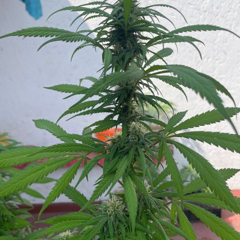 Lemon cake 3 growlog timeline photo
