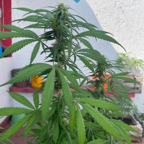 Lemon cake 3 growlog timeline photo