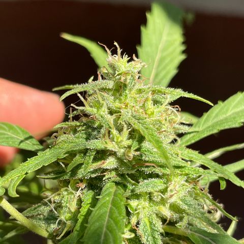Lemon cake 4 growlog timeline photo