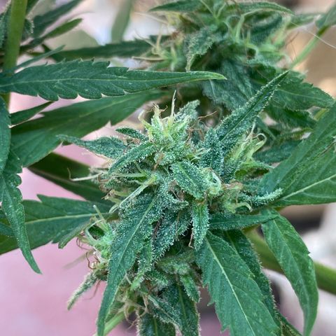 Lemon cake 4 growlog timeline photo