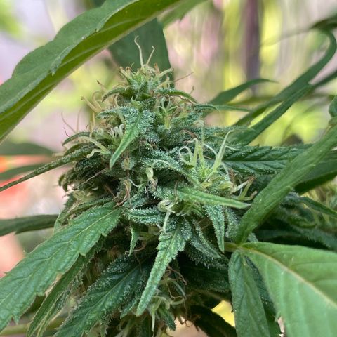 Lemon cake 4 growlog timeline photo