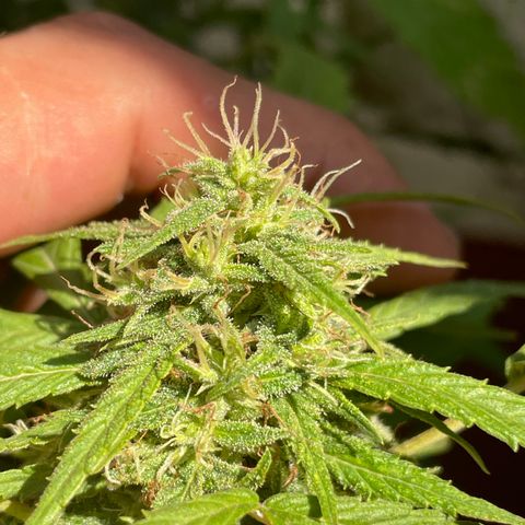 Lemon cake 4 growlog timeline photo