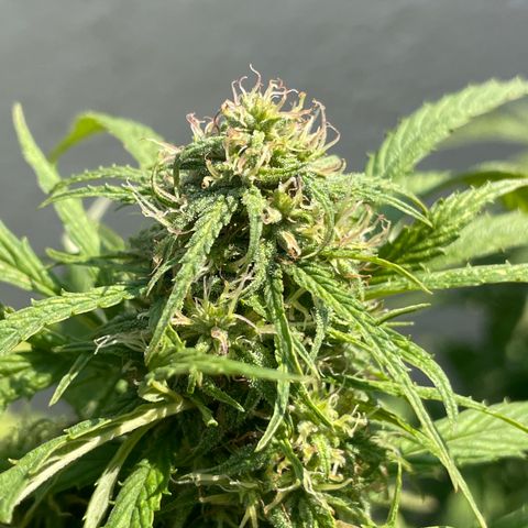 Lemon cake 4 growlog timeline photo