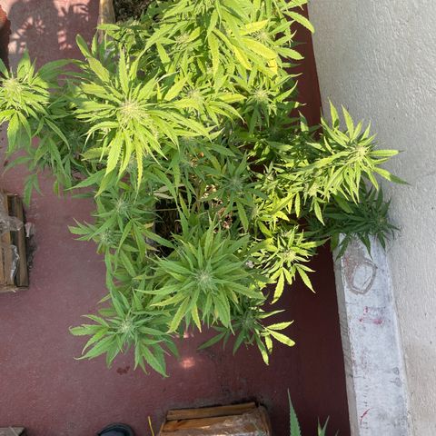 Lemon cake 4 growlog timeline photo