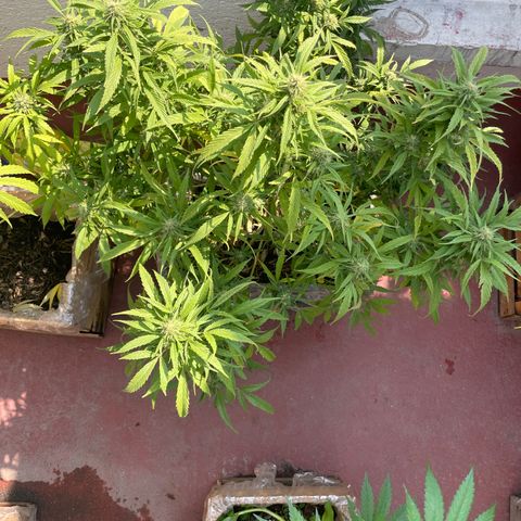 Lemon cake 4 growlog timeline photo