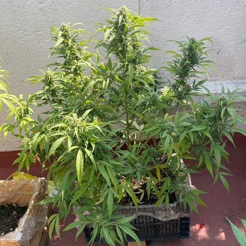 Lemon cake 4 growlog timeline photo