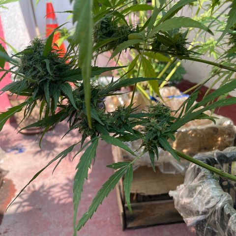 Lemon cake 4 growlog timeline photo