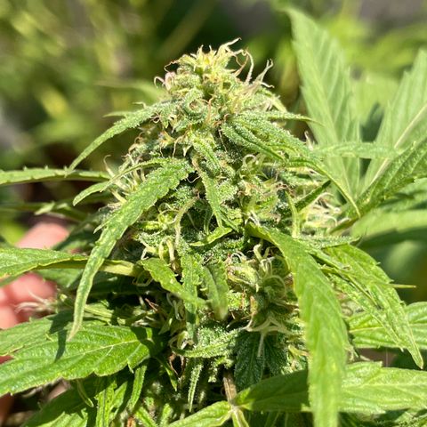 Lemon cake 4 growlog timeline photo