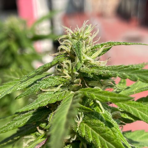 Lemon cake 5 growlog timeline photo