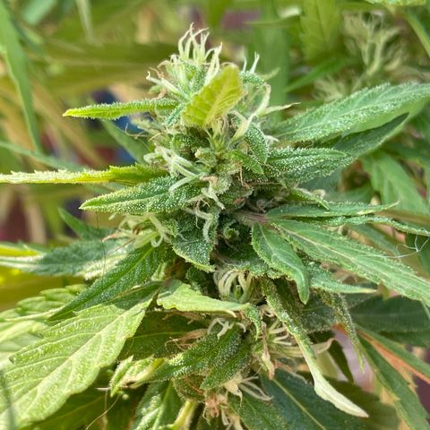 Lemon cake 5 growlog timeline photo