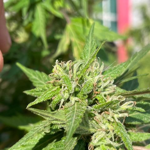 Lemon cake 5 growlog timeline photo