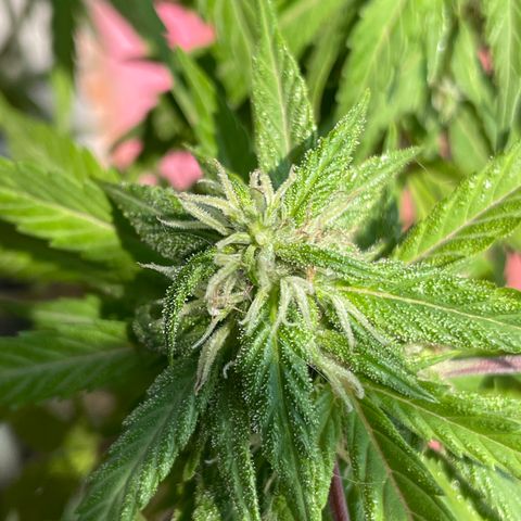 Lemon cake 5 growlog timeline photo
