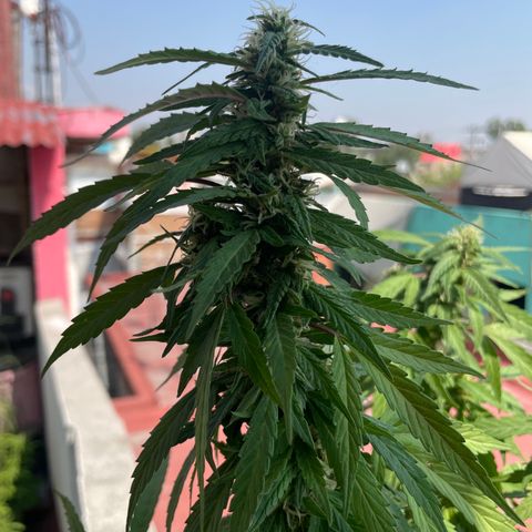 Lemon cake 5 growlog timeline photo