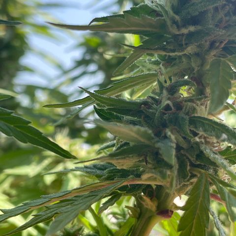 Lemon cake 5 growlog timeline photo