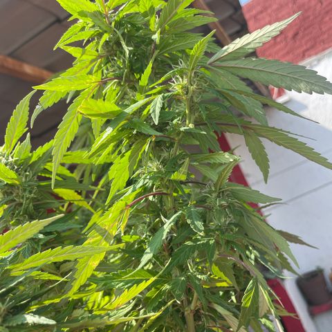 Lemon cake 5 growlog timeline photo
