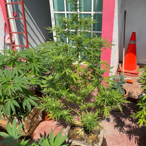 Lemon cake 7 growlog timeline photo